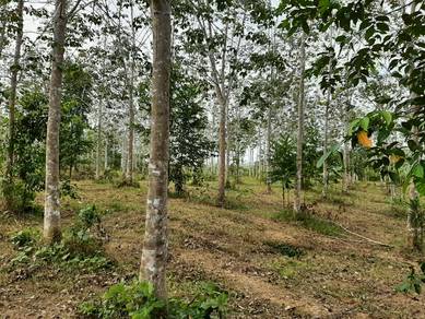 Agricultural-Land-for-sale-Pokok-Sena-Kedah-2