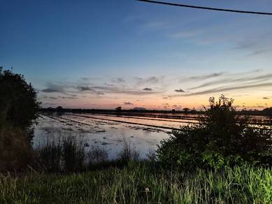 Agricultural-Land-for-sale-Jitra-Kedah