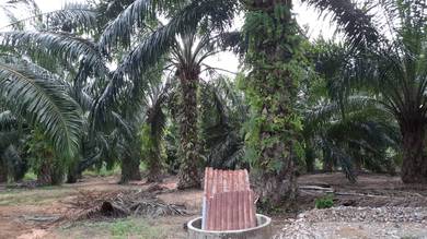 Agricultural-Land-for-sale-Sungai-Siput-Perak