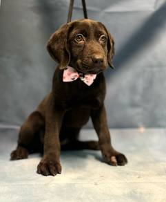 Labrador full chocolate mka and microchip