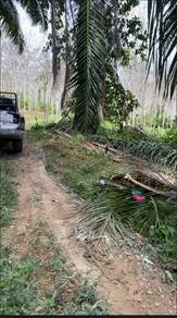 Agricultural-Land-for-sale-Padang-Terap-Kedah