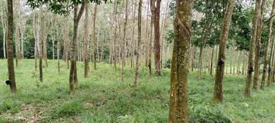 Agricultural-Land-for-sale-Rembau-Negeri-Sembilan
