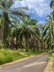 Agricultural-Land-for-sale-Jerantut-Pahang