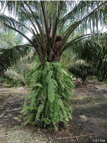 Agricultural-Land-for-sale-Pekan-Nanas-Johor