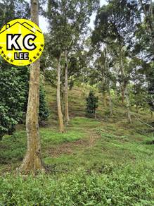 4.7 Acres Old Durian Farm For Sale | Lenggong,Perak