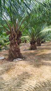 Ladang Sawit Bukit Kuang,Mukim Gurun