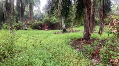 Agricultural-Land-for-sale-Kuala-Sepetang-Perak