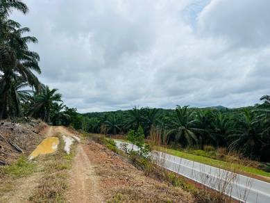Freehold oil palm land for sale (main road)