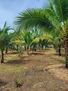 Agricultural-Land-for-sale-Kampong-Kepayang-Perak