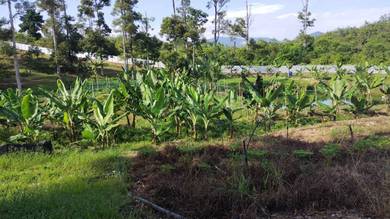 Agricultural-Land-for-sale-Jelebu-Negeri-Sembilan-2