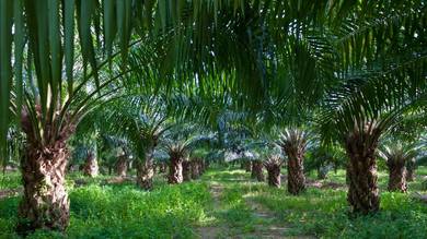 Agricultural-Land-for-sale-Rembau-Negeri-Sembilan