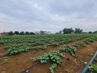 Agricultural-Land-for-sale-Sungai-Petani-Kedah