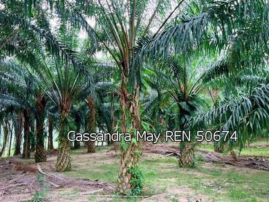 Freehold Oil Palm Land Attached with 4 storey Bird Nest House at Jasin
