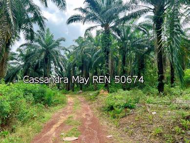 Freehold Main Road Frontage 58 acres Oil Palm Land at Bahau Ayer Hitam