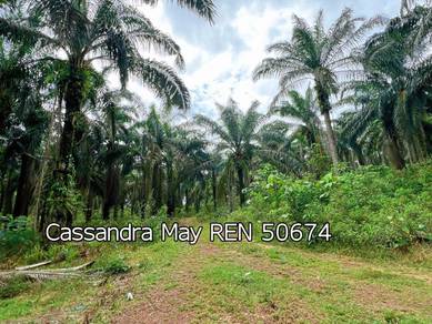 Freehold Main Road Frontage 58 acres Oil Palm Land at Bahau Ayer Hitam