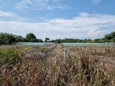 Freehold 3.56acres Agriculture Land Mukim Api-api