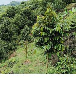 Agricultural-Land-for-sale-Raub-Pahang