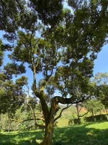 Agricultural-Land-for-sale-Jelebu-Negeri-Sembilan-2