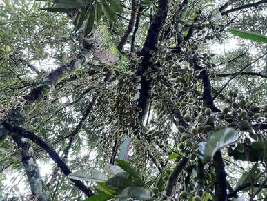 Agricultural-Land-for-sale-Jelebu-Negeri-Sembilan-1