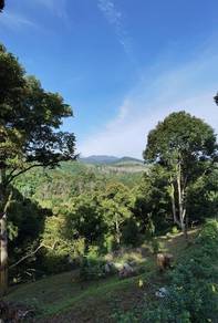 Agricultural-Land-for-sale-Jelebu-Negeri-Sembilan-3