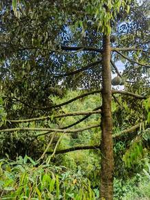 Agricultural-Land-for-sale-Jelebu-Negeri-Sembilan-1