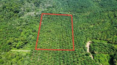 Tanah Kebun Kelapa Sawit, Ulu Kuang Chemor