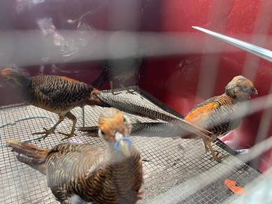 Red golden pheasant. Burung kuang