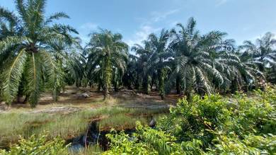 Agricultural-Land-for-sale-Ijok-Selangor
