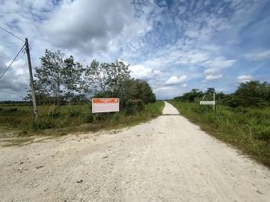 Tanah Sawah Mukim Ganchong, Pekan.