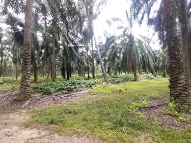 Bukit Changgang Land , 1 Acre