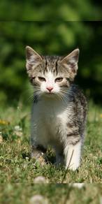 cute kittens