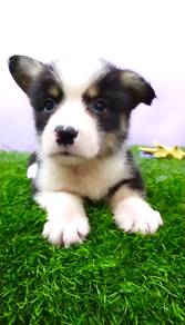 Corgi puppy mka and microchip