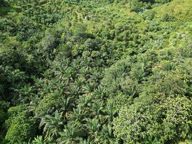 Agricultural-Land-for-sale-Sungai-Siput-Perak