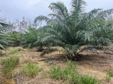 Agricultural-Land-for-sale-Slim-River-Perak