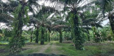 Agricultural-Land-for-sale-Slim-River-Perak