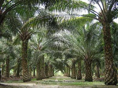 Kluang to Kahang 7.35 Acre Agricultural Oil Palm Land Rm90k per Acre