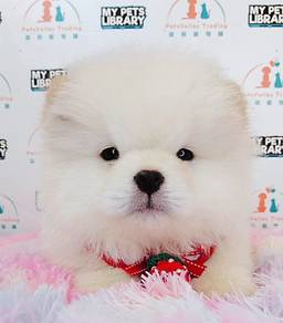 Chow Chow