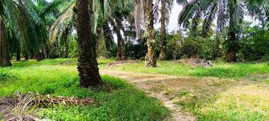 Tanah Umbai sawit MCL
