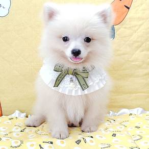 Pomeranian