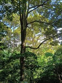 Agricultural-Land-for-sale-Bedong-Kedah