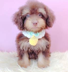 Toy Poodle