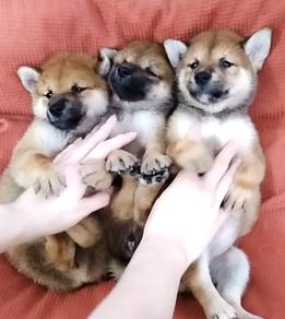 Shiba inu mka and microchip