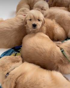 Golden retriever mka puppies