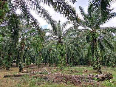 -15% Below Value! Beli Tanah Pertanian + FREE Rumah Banglo + Hasilnya