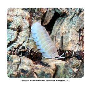 Cubaris Murina Glacier Isopod | Cleaning Crew