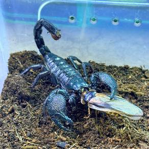 Emperor Scorpion | Pandinus Imperator