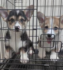 Corgi pupies with mka mka mka