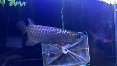 Arowana malaysia