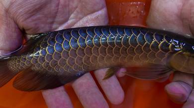 Power blue arowana