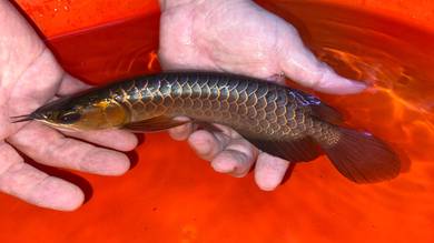 Blue base arowana